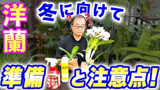 【洋蘭】秋も深まり、外に出している植物を室内に取り込むタイミング、注意点について解説します。orchidExplaining points to noteseedpot368 sheath [upl. by Anihc]