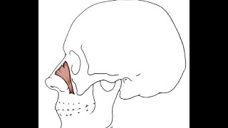 3KOPFLINKS\OBERFLÄCHLICH\NASE LINKS\MNASALIS PARS TRANSVERSALINKS [upl. by Tyler]