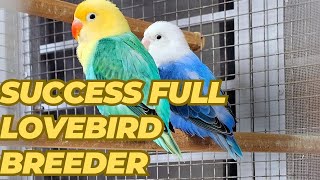 Visit successful Lovebird Breeding setup  future of lovebirds with Hassan Dogar Zia Bhai [upl. by Bertsche896]