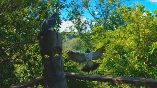 Endemic Kereru Native NZ Woodpigeon when the heat is on [upl. by Norina]