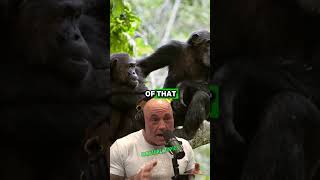 Living Among Chimpanzees 20 Years of Unseen Wildlife Footage  Paul Rosolie amp Joe Rogan jre [upl. by Iruam511]