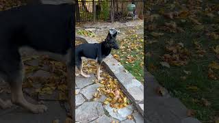 North Charles Canine LLC K9 Violet searching for a mouse IMG 3260 [upl. by Elleda]