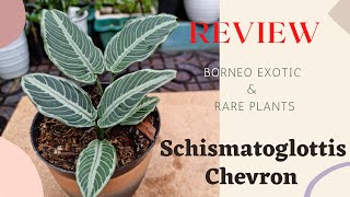 Borneo Rare Plant  Schismatoglottis Chevron  Borneo Exotic Plants [upl. by Weinrich740]