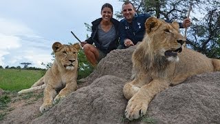 Walking Eating and Hunting with the Lions of Antelope Park [upl. by Lanevuj]