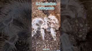 Vogelspinne am buddeln spinne tarantulas bagger funnyshorts funnyanimals fyp [upl. by Sheffy]