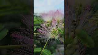 Natures Fireworks Discover quotAlbizia Julibrissinquot the Persian silk tree [upl. by Didier330]