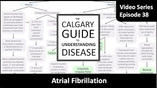 Atrial Fibrillation [upl. by Noed]