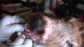 JTO 168  DEER TAXIDERMY  SKINNING A BUCK HEAD FOR MOUNTING PART 1 [upl. by Zuzana156]