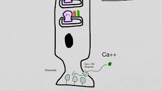 Rod Photoreceptor Physiology [upl. by Etnemelc]