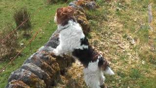 Ben Fox Terrier In Scotland 2010 HD [upl. by Odla]