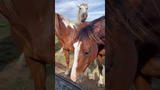 Funny Horses playing and bobbing for apples 🍎 horse apple play cuteanimals water funny [upl. by Tracay664]