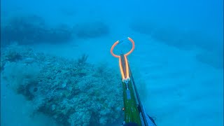 Shallow water Spearfishing Hogfish in 70  Commercial Trip [upl. by Nerrak]