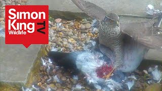 Sparrowhawk Attacks a Pigeon  Eats it Alive High Quality [upl. by Kucik392]