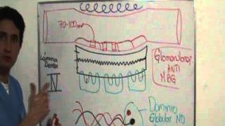 FISIOLOGIA RENAL PARTE 4 Curso Completo Ver Descripción [upl. by Adamski]