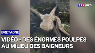 Bretagne  des poulpes au milieu des baigneurs [upl. by Edivad]