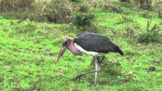 Marabou Stork Eating Flying Termites [upl. by Ivo]