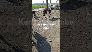 kambing kacang bligon embe embe [upl. by Molini259]