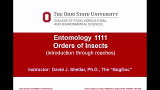 Entomology 1111  2018  Lecture 06  Introduction to the Hexapoda insects  part 1 [upl. by Aneahs]