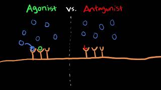 The Difference Between Agonists vs Antagonists [upl. by Pettit784]