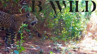 Guerrero Vivo Historias de la Fauna en su Hábitat [upl. by Pogah]