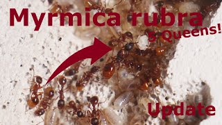 Update on My 5 Queen Myrmica rubra colony  European Fire Ants [upl. by Rubetta957]