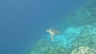 Mercure Maldives Kooddoo Resort House Reef Snorkeling [upl. by Gilges516]