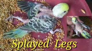 Splayed legs Parakeet How to fix [upl. by Gallagher708]