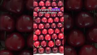 O segredo da prima doce da acerola curiosidades frutas plantar [upl. by Ohce]