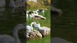 Geese at Baluarte zoo [upl. by Ashti]