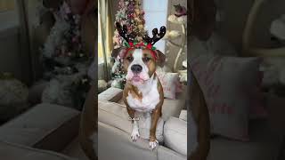 My Dog Names All The Reindeers speakingdog [upl. by Alla]