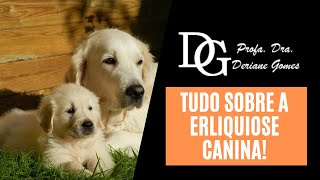 084 Tudo Sobre a Erliquiose Canina [upl. by Haraj]