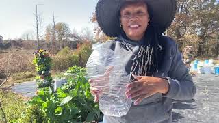 Planting herbs and Lantana using the Winter sow method Planting Rutabagas in the garden [upl. by Carmina]