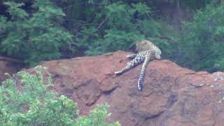 Male Leopard resting on red syenite rocks in Pilanesberg  Part 1 [upl. by Daphene]