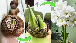 4 Methods to Plant Amaryllis Hippeastrum Bulbs  Which One Grows Fastest Part 1 Turn on CC [upl. by Malonis404]