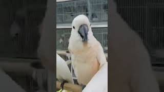 Talking Macaw Parrot viralshort trendingshorts youtubeshorts [upl. by Brandea]