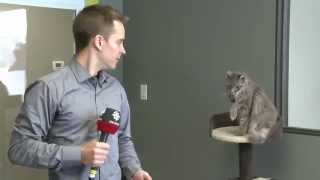 CBC reporter interrupted by cat [upl. by Thier]