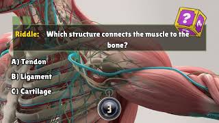 What Connects Muscle to Bone Muscle Structure You Never Knew [upl. by Wiskind926]