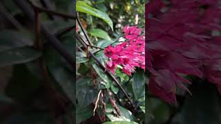 Clerodendrum thomsoniae nature gardening youtubeshorts viralshorts reels plants flowers [upl. by Ymeon526]