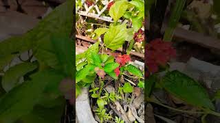 Lantana flowers 🌺🌿🌱 trending vlog study life [upl. by Gaye70]