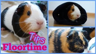 Floortime Tips For Guinea Pigs [upl. by Anrev]