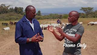 Dorper Sheep in Kenya  Sessions Lengetia Farm Visit [upl. by Fitting]