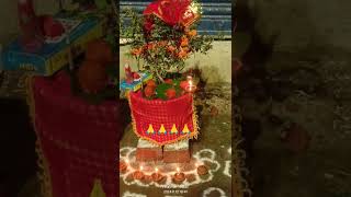 Tulsi Vivah tulsivivah youtubeshorts shortsfeed शिवानी0507 trending tulsi shorts sortfeed [upl. by Gathers]