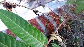 Capital Naturalist Ailanthus Webworm Moth Caterpillars [upl. by Godard475]