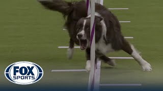 Typo the Border Collie wins the 20quot class in the Masters Agility Championship  Westminster [upl. by Peppie470]