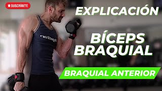 Cómo entrenar el BÍCEPS BRAQUIAL y el BRAQUIAL ANTERIOR [upl. by Meade97]