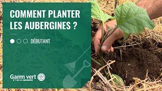 TUTO Comment planter les aubergines  Jardinerie Gamm vert [upl. by Eulau]