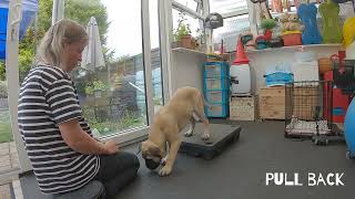 Intermediate Tricks With Molly The Bullmastiff [upl. by Haneehs17]