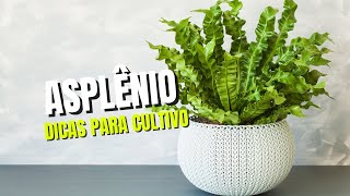 DICAS PARA CULTIVAR O ASPLÊNIO [upl. by Pantheas]