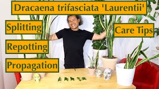 Dracaena Sansevieria trifasciata Laurentii Splitting Repotting Propagation amp Care Tips [upl. by Kingdon]