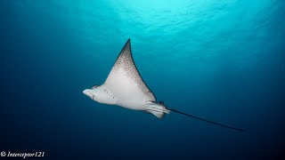 La Nevera Dive Site  Sanctuary of Flora and Fauna of Malpelo Island [upl. by Ferdie]